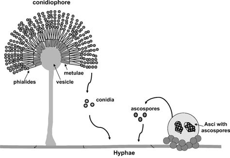 Conidiophore Vs Sporangiophore