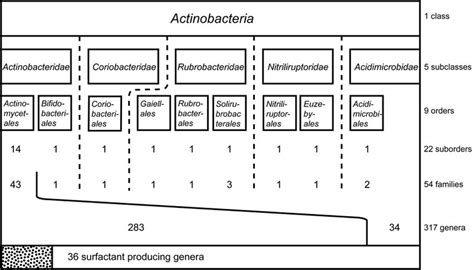 Systematic classification of the class Actinobacteria including ...