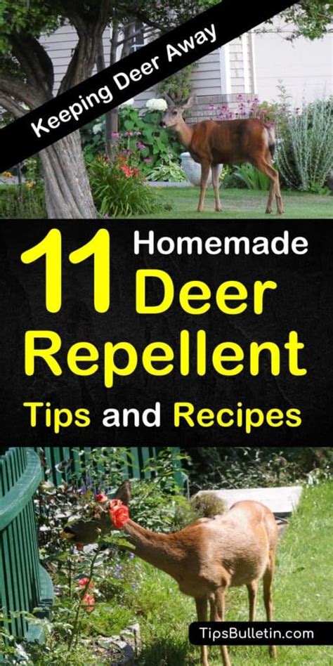 11 Brilliant DIY Ideas for Deer Repellents