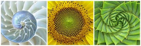 http://memolition.com/2014/07/17/examples-of-the-golden-ratio-you-can-find-in-nature/ Fibonacci ...