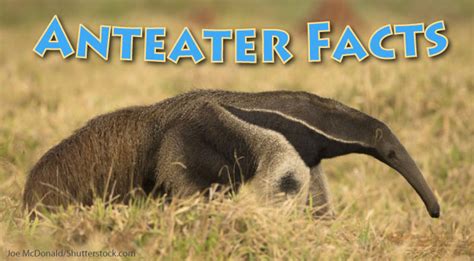 Types Of Anteaters