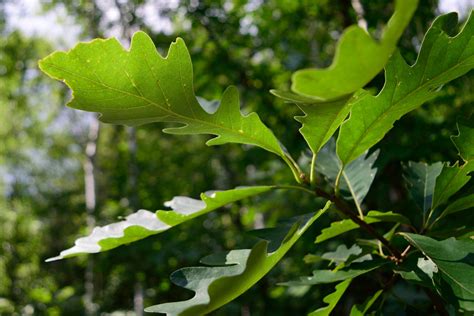 Bur Oak - Quercus Macrocarpa | Deciduous Trees | Cold Stream farm