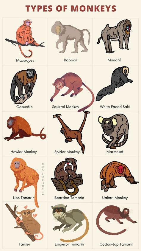 Types of Monkeys, Monkey Species