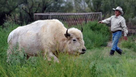 White buffalo finds herd and home on rancher’s range