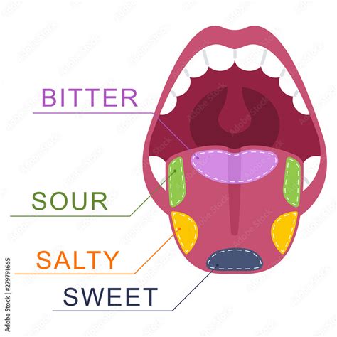 Taste buds on the tongue: salty, sweet, sour, bitter. Human mouth ...