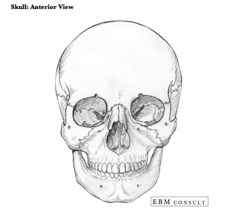 Anatomy: Skull Anterior Bone View