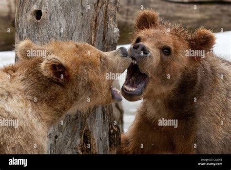 CAPTIVE: Pair of captive Kodiak Brown bear cubs growl at each other with open mouths and teeth ...