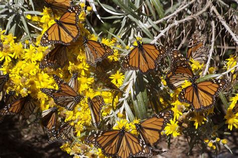 Video: Monarch Butterfly Migration, Seen from Space | Live Science