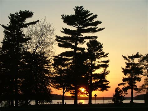 Pine tree in sunset wallpaper | 1280x960 | #31327