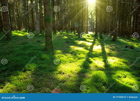 Sunlight in green forest. stock image. Image of nature - 77184315