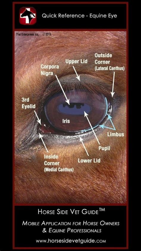 Horse eye reference | Equine eye, Horse health, Horse anatomy