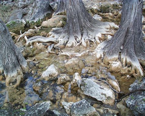 Cypress Tree Pictures