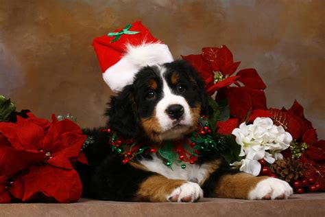 Puppy Christmas Wallpapers - Wallpaper Cave