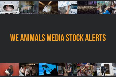 Stock Alerts Newsletter - We Animals Media