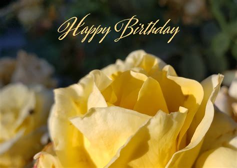 Yellow Rose Flower Greeting Free Stock Photo - Public Domain Pictures