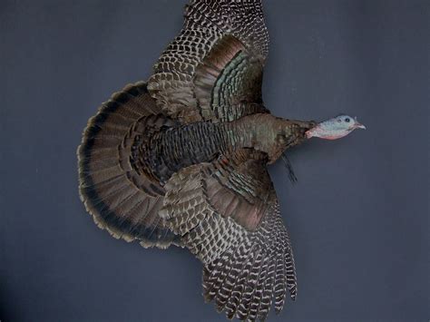 Bearded Hen Turkey.