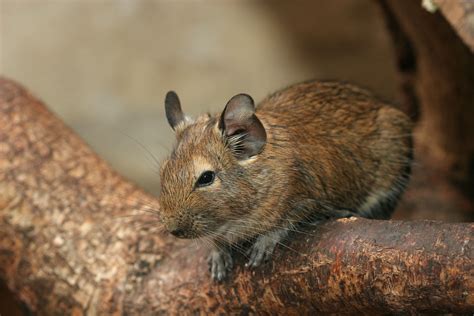 Degus are absolutely fantastic pets. If you're thinking of getting one ...