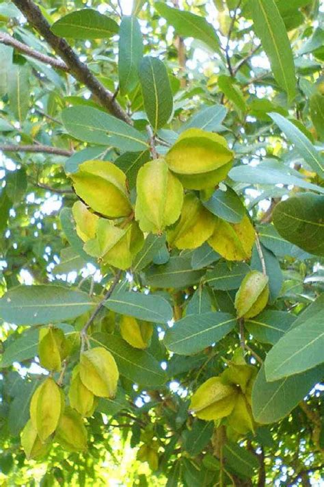 Terminalia Arjuna - Arjuna Tree - Outdoor Plants | Plantshop