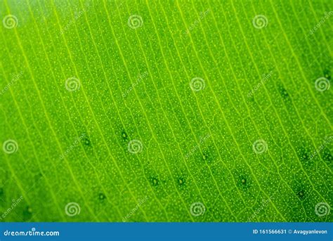 Green Leaf Texture stock image. Image of pattern, growth - 161566631