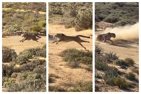 Cheetah’s Speed And Hunt Caught On Camera Like Never Before | Watch Viral Video