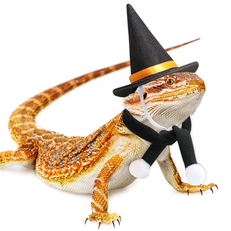 Wizard Lizard Bearded Dragon Costume | ubicaciondepersonas.cdmx.gob.mx