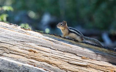 Do You Know that Chipmunks Hibernate? | Defenders of Wildlife