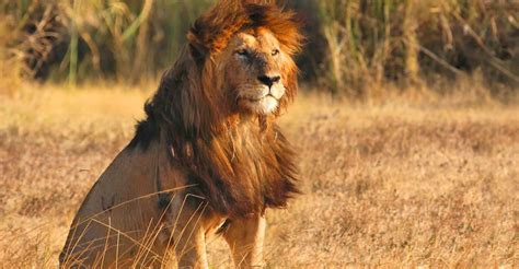 Maasai Lion, Serengeti National Park | African Photo Safaris | Natural Habitat Adventures | Lion ...