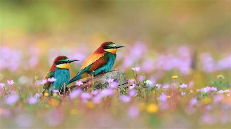 🔥 [44+] Wallpapers Birds and Flowers | WallpaperSafari