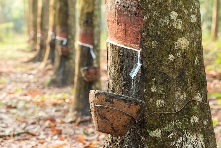 Pohon Karet, Tumbuhan Tahunan yang Mampu Bertahan Lama