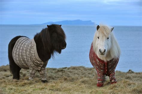 Shetland Ponies Wearing Sweaters? Guess I'm Off to Scotland! | Featured Creature