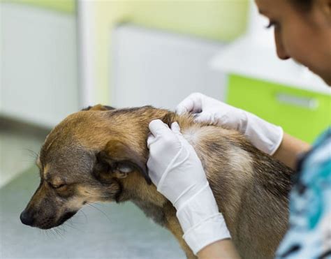 What Does a Veterinary Dermatologist Do? | Grand Valley Animal Hospital