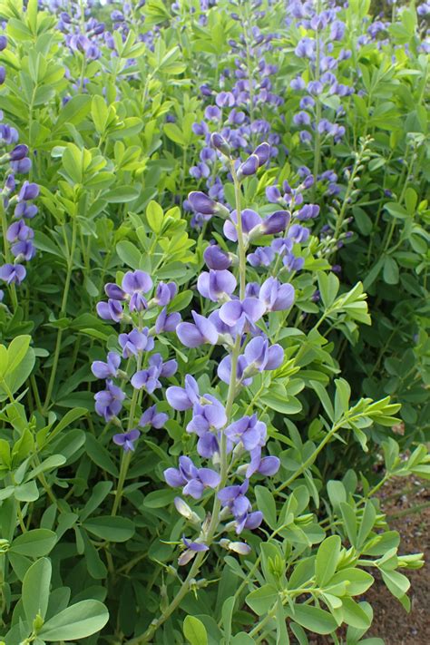 Baptisia, Australis