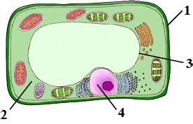 Simple Plant Cell Diagram Without Labels