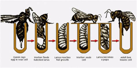 Life cycle of a honey bee || BeeKeeping