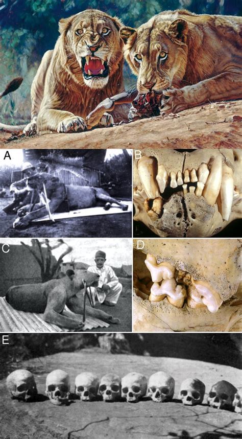 The Tsavo Man-Eaters were a pair of maneless male Lions in the Tsavo ...