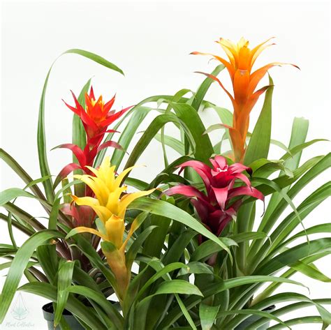 Guzmania Bromeliad– Plant Collective