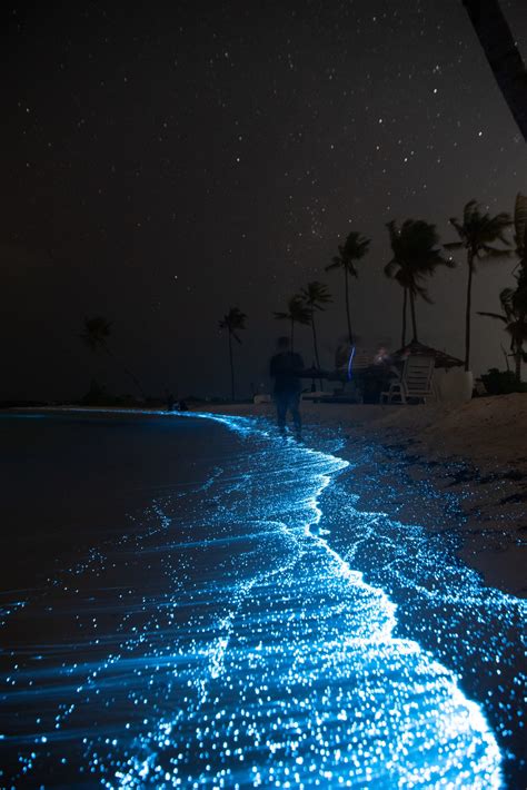 Bioluminescent Bays in Puerto Rico: Best Time to Go