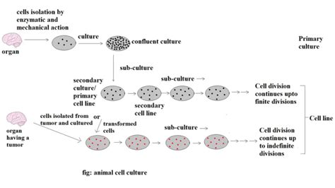 Animal Cell Culture: Types, Applications • Microbe Online