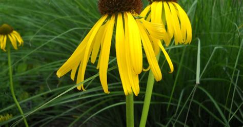 Horticulture Gardens Today: Yellow coneflower