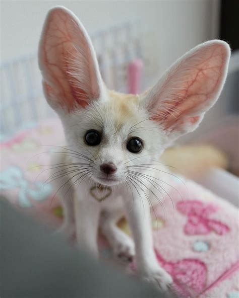 Fennec Fox Pet For Sale In India | Pets Animals US