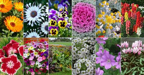 12 Annual Flowers that Can Take the Cold - World of Flowering Plants