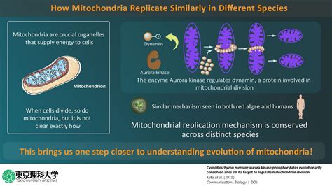 A step closer to understanding evolution -- mitochondrial division ...