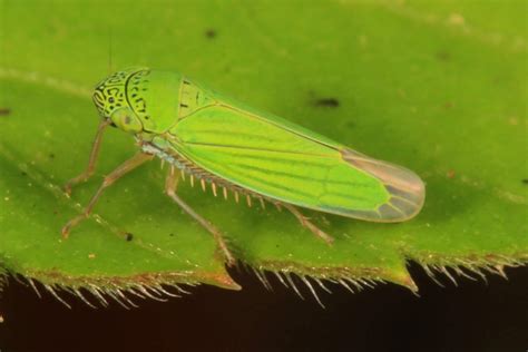 Identify and Control Leafhoppers