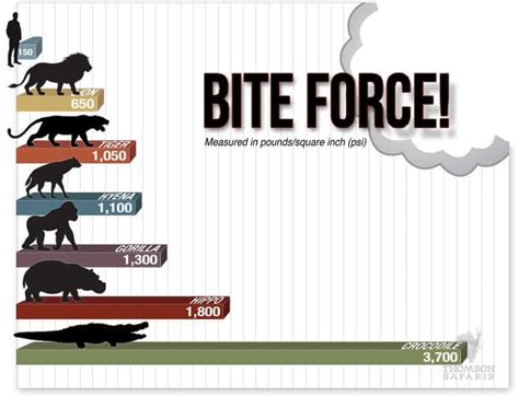 Facts about Crocodiles - strongest bite, bite force, teeth, weight