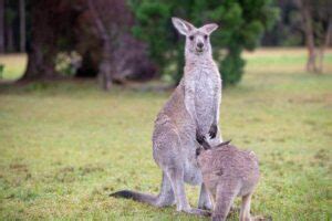 Kangaroo Pouch Facts: What They Are & What’s Inside