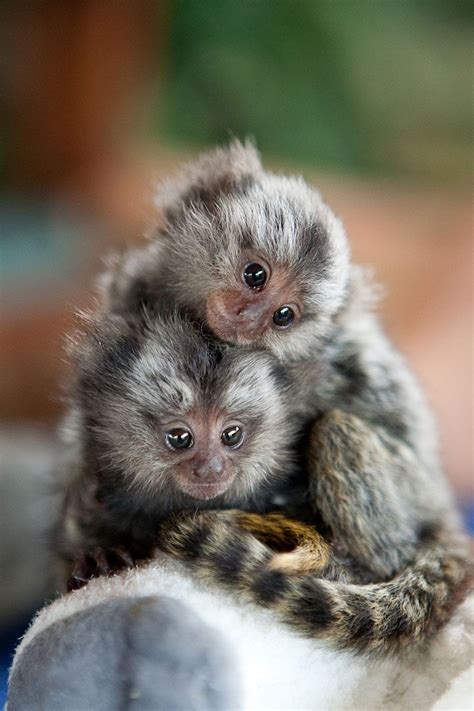 Marmoset - very small monkeys | Cute baby animals, Cute animals, Cute ...