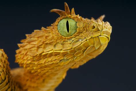 Discover How Dangerous is a Horned Viper Snake Bite? - Animals Around ...