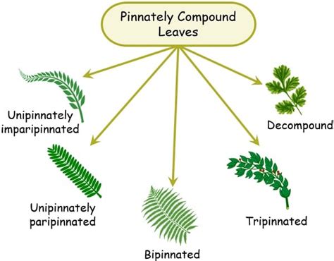 Twice Pinnately Compound Leaf