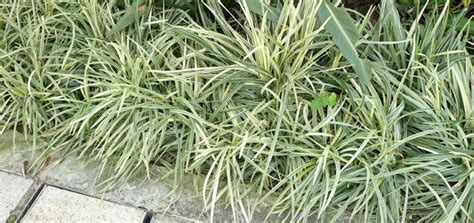 Ophiopogon jaburan variegata | Wholesale plants, Wholesale plant nursery, Plant nursery