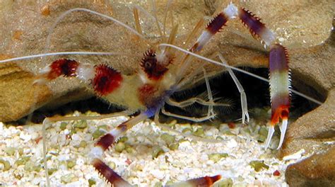 Buy Fire Shrimp Online | Aquarium Shrimp for Sale - Vivid Aquariums